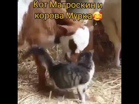 Кот Матроскин и корова Мурка - YouTube