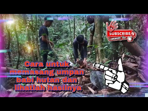 Tutorial memasang umpan babi hutan dengan menggunakan buah kelapa sawit