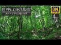 8K映像4時間 白神山地の森林と鳥の鳴き声 8K映像4時間 白神山地の森林と鳥の鳴き声