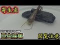 【カマキリ・ハリガネムシ】昆虫採集 2018年10月中旬 後編「ハリガネムシ出現」