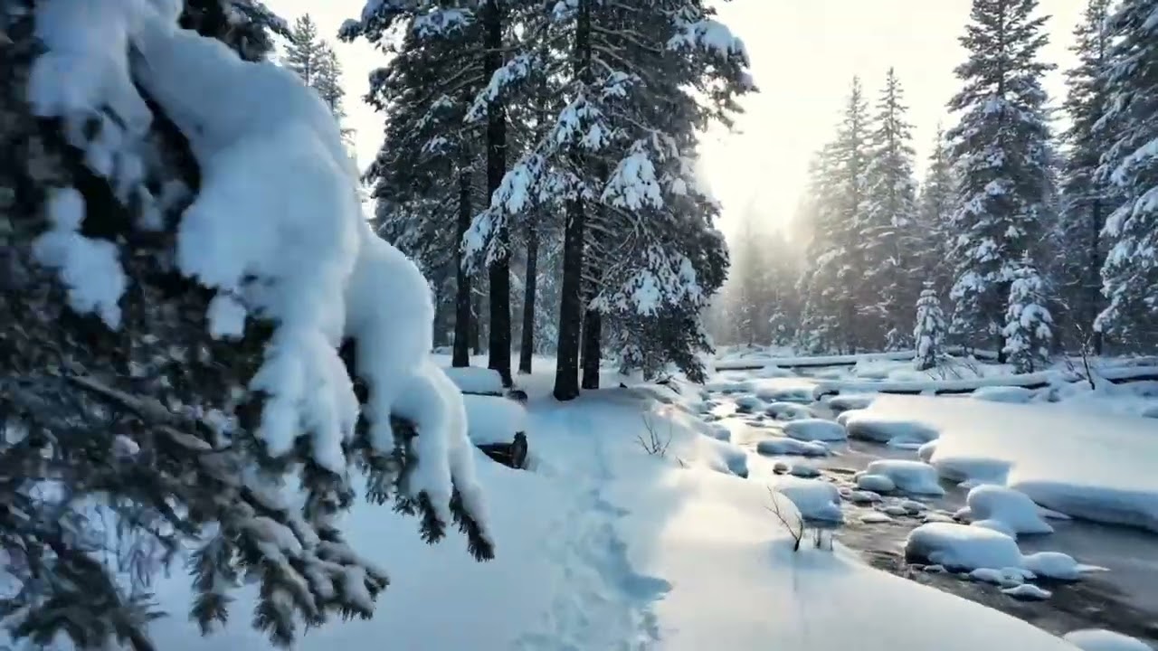 Seamless Winter Forest Walk | Snowfall, Leaves & Gentle Wind | 30 minutes 