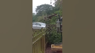 Slow motion squirrel jump
