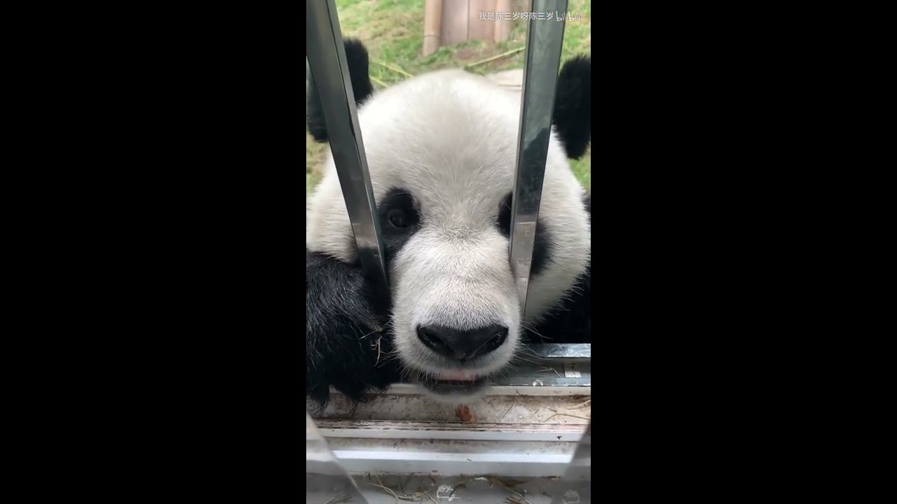 Panda Jin Hu-CongCongXiong likes to take candid shots，Do you have any snacks?if no,Get off my back.