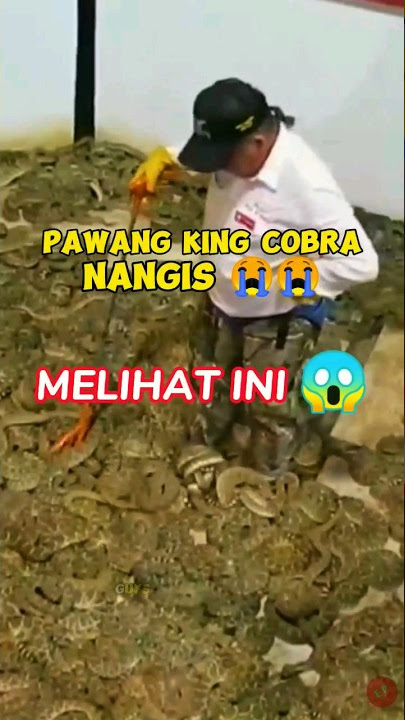 The Most Venomous Snake Charmer in the World #shorts #kingcobra #snake