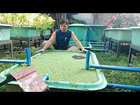 bilis dumami azolla