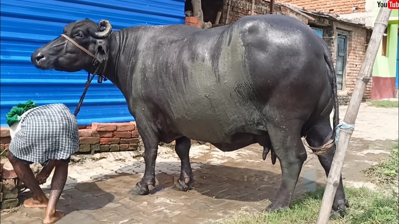 पिछले ब्यात में 10 किलो टाइम का दूध देने वाली गाभीन भैंस बिकाऊ है बिहार के बक्सर जिला में #Buffalo