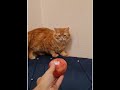القط اول ما قربت منه التفاح جرا ايه السبب 