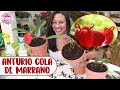 ANTURIO COLA DE MARRANO: Trasplante, abono y todos sus cuidados │Candy Bu