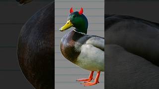 Demon Ducks