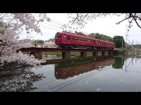 うめぼし電車と桜(和歌山県 大池遊園)