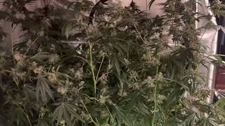GMO Rootbeer Harvest - Day 66