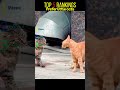 Prefer little cats #best #cat #catlife #funny #pets  #funnycats