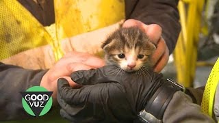 Kitten rescued from recycling center conveyor belt in the nick of time
