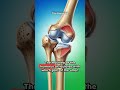 "Armed for Action: How the Humerus Powers Your Every Move!"