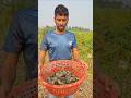 বিলের পুকুর থেকে ধরা তরতাজা দেশি কৈ মাছ #fishing #fishvideo #climbingperch