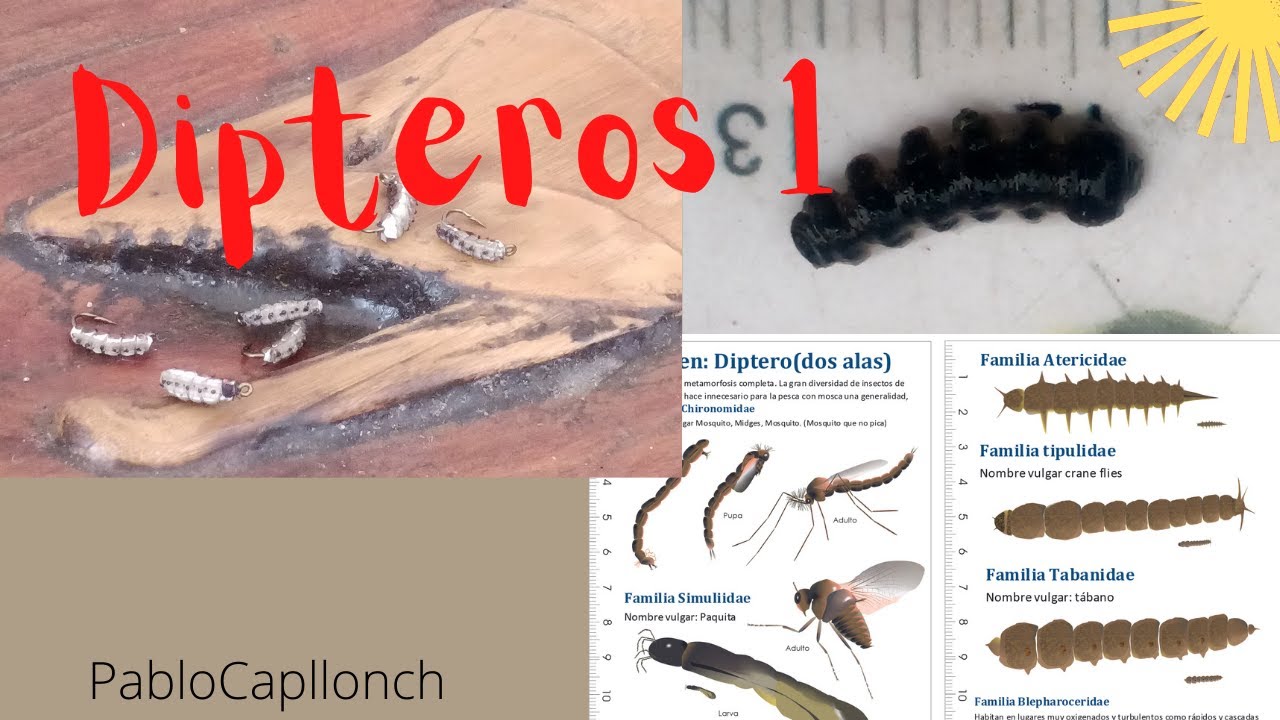Dípteros 1 Blefaroceridae