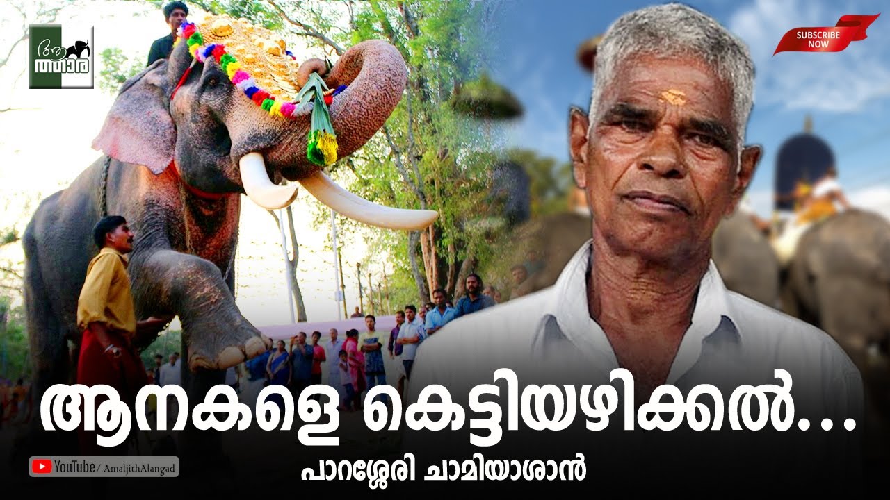 അന്തമില്ലാത്തവർ ആണ് അങ്ങിനെ ചെയ്യുക... ആനകളെ കെട്ടിയഴിക്കൽ... പാറശ്ശേരി ചാമിയാശാൻ