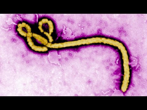 Darmowe Korepetycje - Biologia - Matura | Genetyka