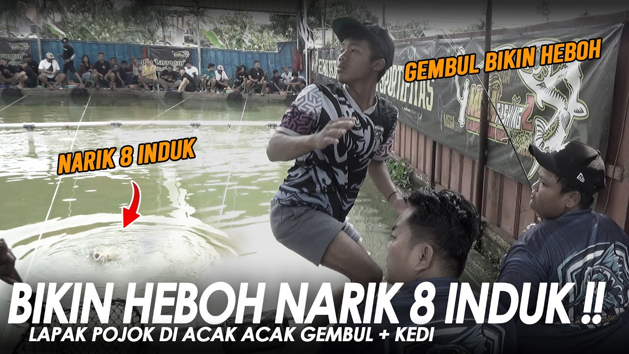 8 EKOR INDUK DI LAPAK POJOK !! BIKIN KEDI PADA MENGGONGGONG || Am