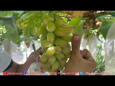 Video Vườn nho ngón tay 152 : TRÁI TO - youtube