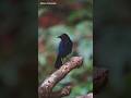 Malabar whistling thrush/ Goan birds/ #malabarwhistlingthrush #indianbirds