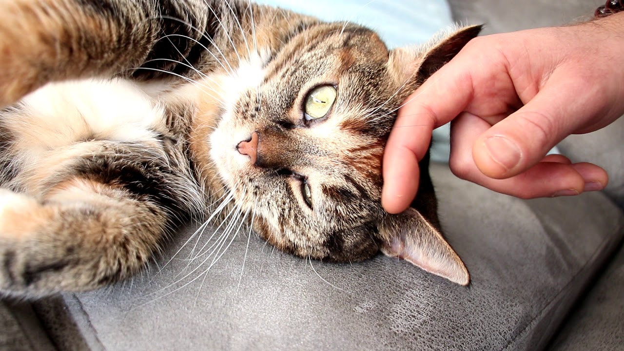 Cutest cat dying for attention; petting, relaxing, purring [ASMR] [High