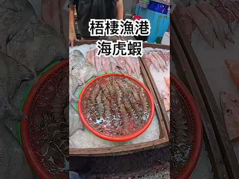 2500元可以買1斤750元海虎蝦16隻 【跟著藝術家來放風】#台中 #梧棲 #漁港 #海鮮 #蝦子 #海虎蝦