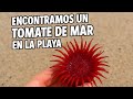 Encuentro un TOMATE de MAR buscando por las rocas.
