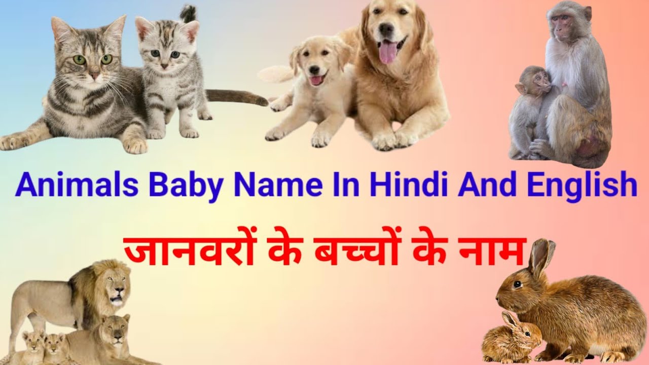 Animals and their Babies' Name Baby Animals Names Animal names