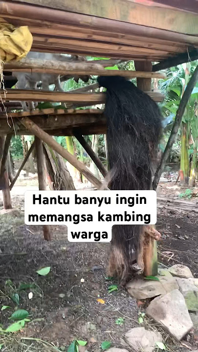🔴HANTU BANYU MAKAN KAMBING WARGA