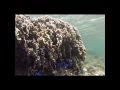 石垣島のシュノーケルツアー 2013年5月5日 Sさんファミリー