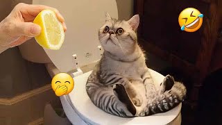 Funny Dog And Cat Videos  Funny Animal Moments 2024 # 19