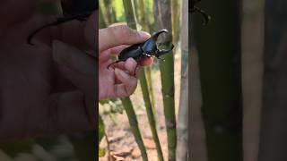 Hunting for wild rhinoceros beetles #rhinocerosbeetle #stagbeetle
