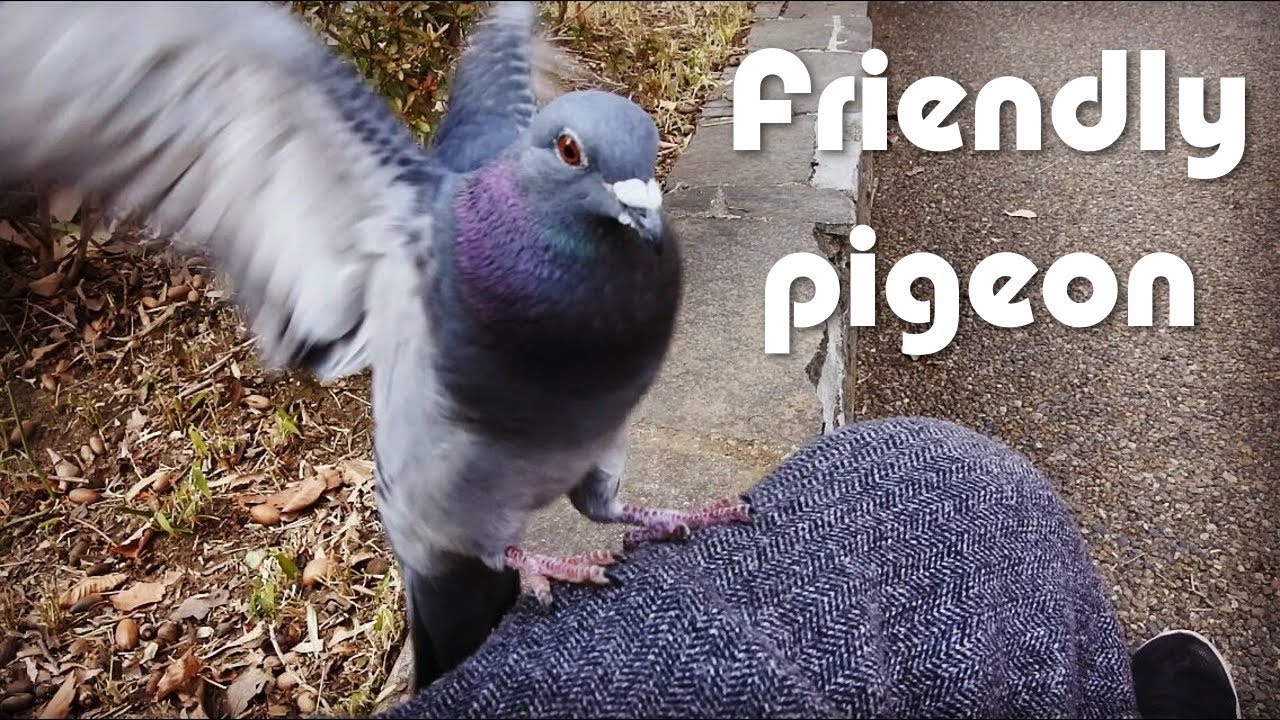 鳩に話しかけた結果 Friendly Pigeon Comes To Me 人懐こい鳩 なつく ハト かわいい おもしろ Youtube