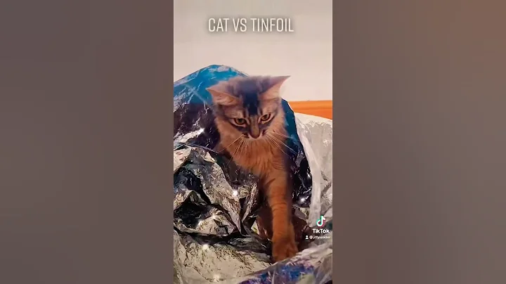 Watch the video about Cat Vs Tinfoil #shorts