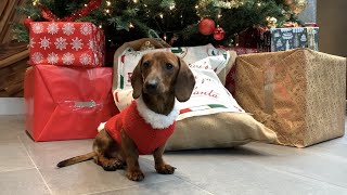 Mini dachshund’s first Christmas