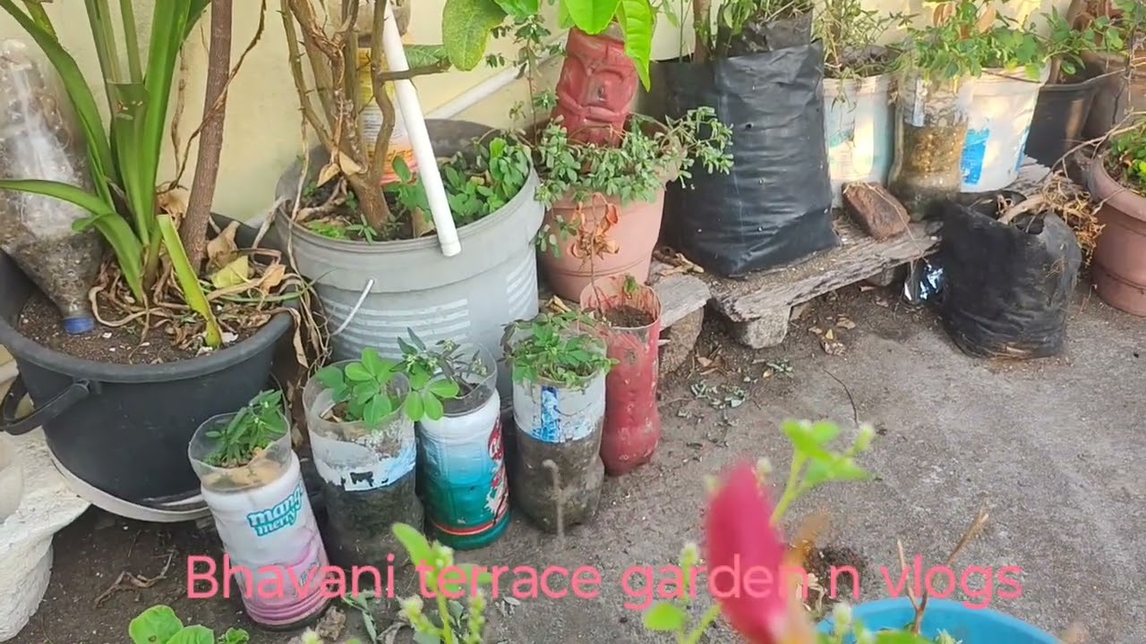 మల్లె అంట్లు ఆకు దూసానండి 