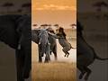 الحيوانات المفترسة الأسد الذي هاجم الفيل عالم الحياة البرية الحيوانات Animals Lion