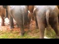 Elephant Nature Park, Chiang Mai Thailand, cooling off - 2009.m4v