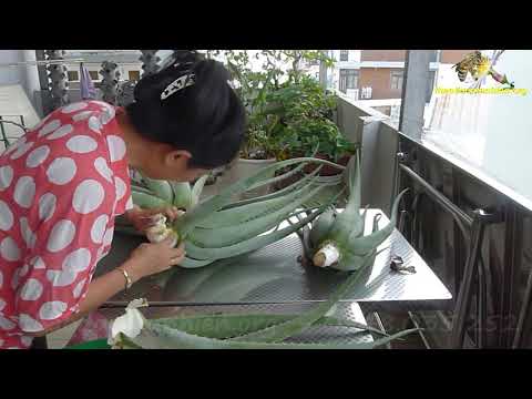 Video Cách trồng lại những cây nha đam già cỗi như thế nào? - youtube