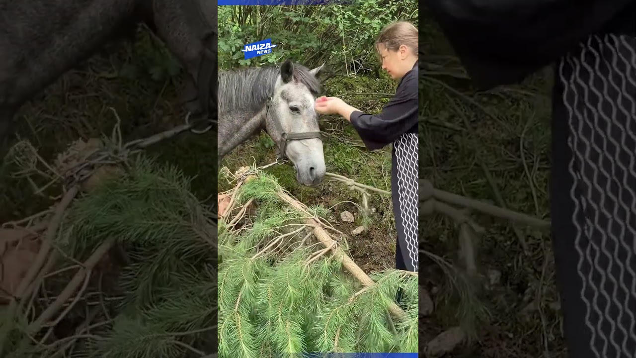Туристы спасли лошадь, зажатую деревом и камнями