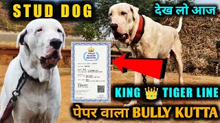 PAPER Wala BULLY KUTTA | import line Bully kutta for stud