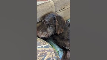 When people ask me about the difference between a drahthaar and a pudelpointer. #birddog