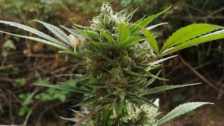 OVER 70 AUTOS 🫣🤫😂👌 site 2 UK gorilla grow