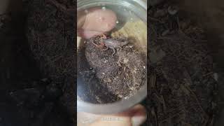 My Lychas Scorpion Is About To Give Babies?