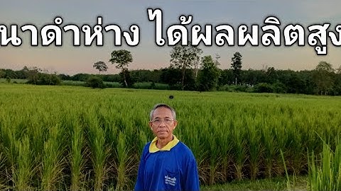 นาข้าวดำห่าง 50 * 50  ต้นข้าว กข 6 สมบูรณ์แข็งแรง ออกรวงใหญ่เม็ดเต็ม ไม่กลัวลม มาพิสูจน์ได้