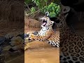 Thrilling view of the jungle!जंगल का रोमांचकारी दृश्य!#africa#shorts 🐊🐅
