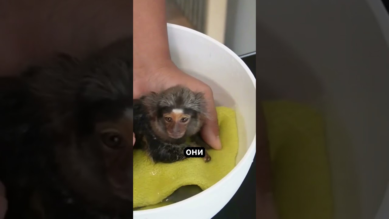 Уникальный Мир Игольчатых Обезьян #животные