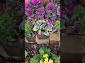 花壇の中のスペシャルシクラメン#庭の花々 #garden #gardening #ガーデン #プロ庭師