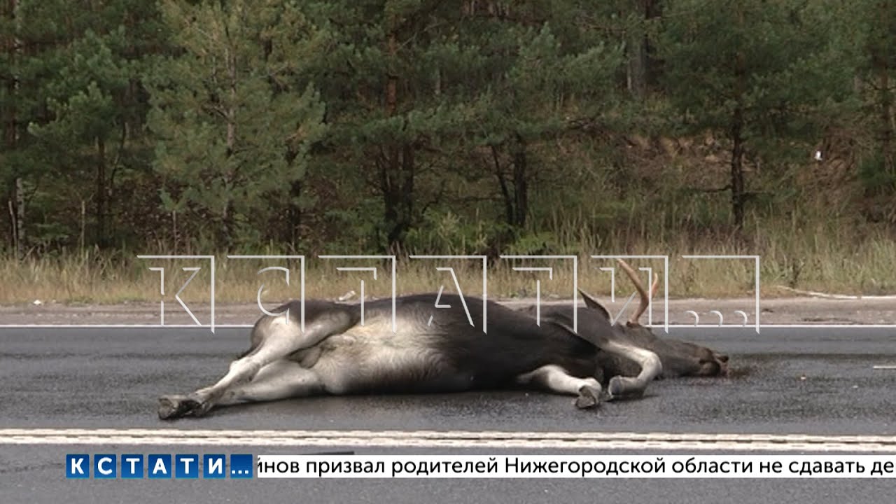 Лось влетел в машину